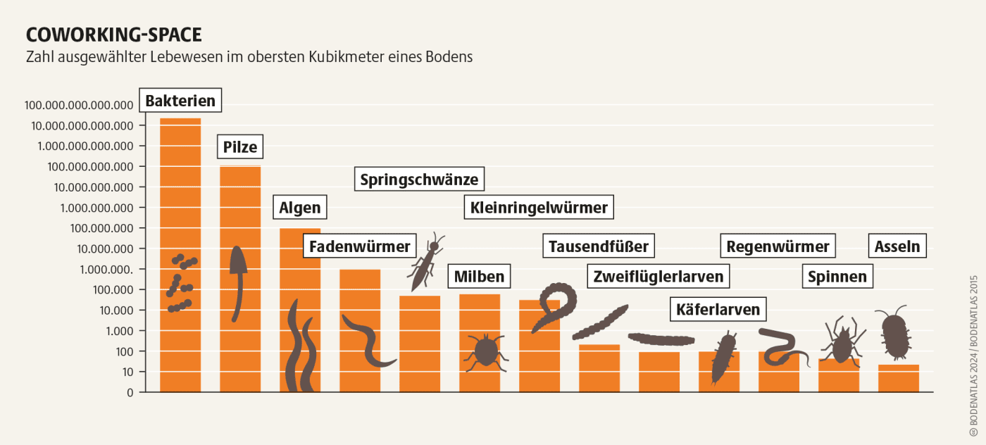 Grafik zu den Organismen und Tieren die im Boden leben