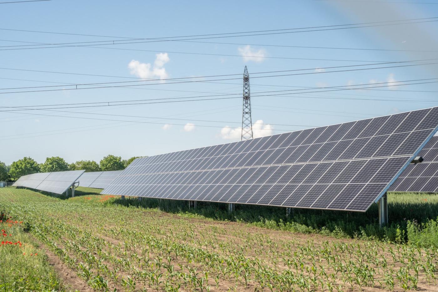 Große PV-Anlage steht auf einem Acker, wo bereits erste grüne Blätter zu sehen sind. Im Hintergrund steht ein Strommast und der Himmel ist blau.