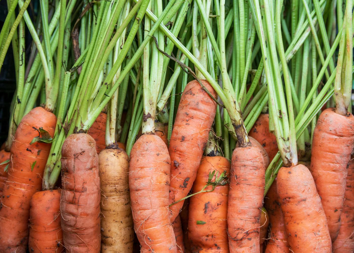 Gelbe Karotten mit Karotten-Kraut.  Sie sind teilweise noch mit Erde bedeckt sind,