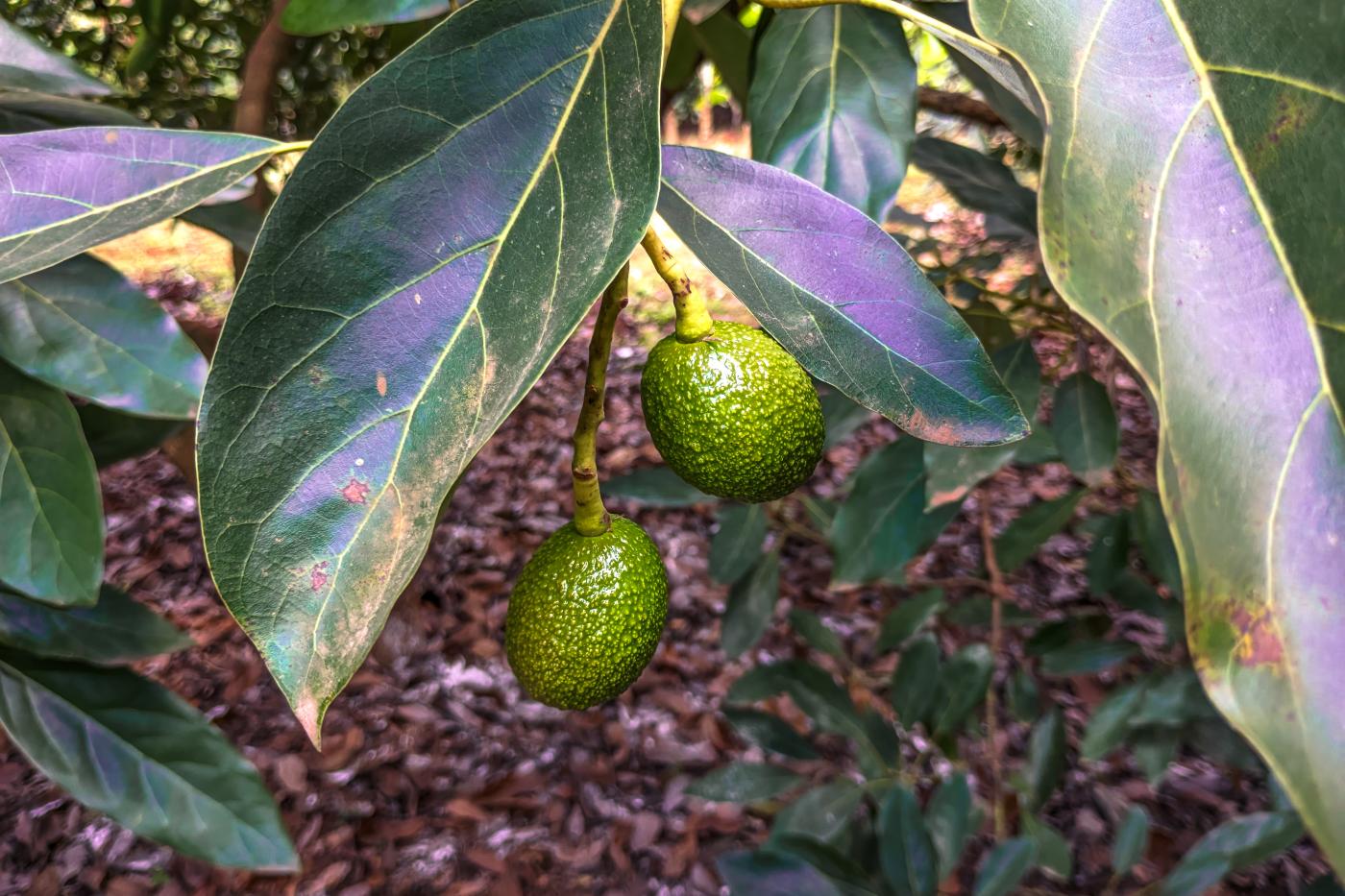 Zwei Avocados hängen an einem Baum