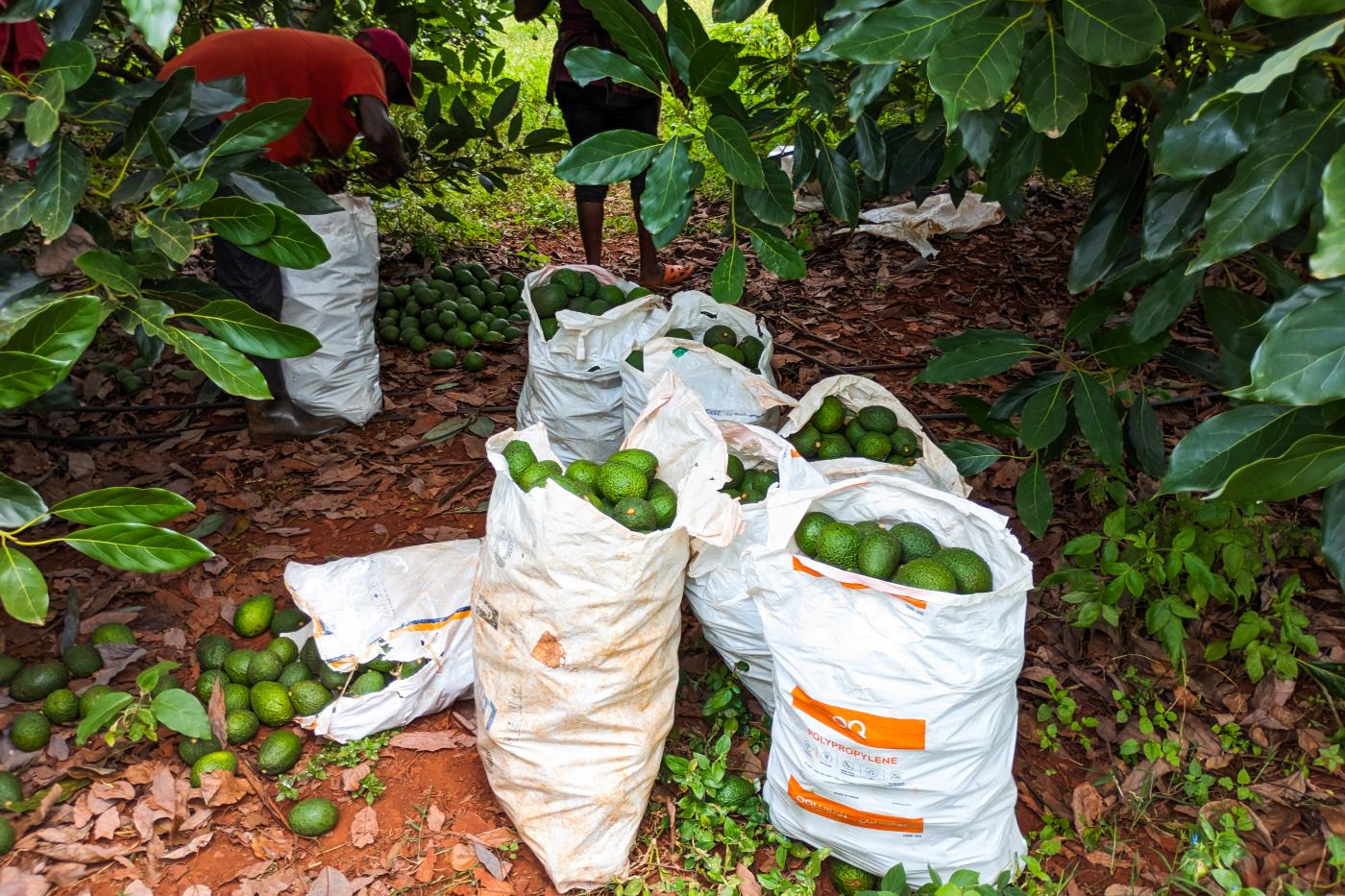 In großen weißen Säcken befinden sich eine große Menge an Avocados. Sie stehen zwischen Avocadobäumen, wo Ernte-Arbeiter arbeiten. 