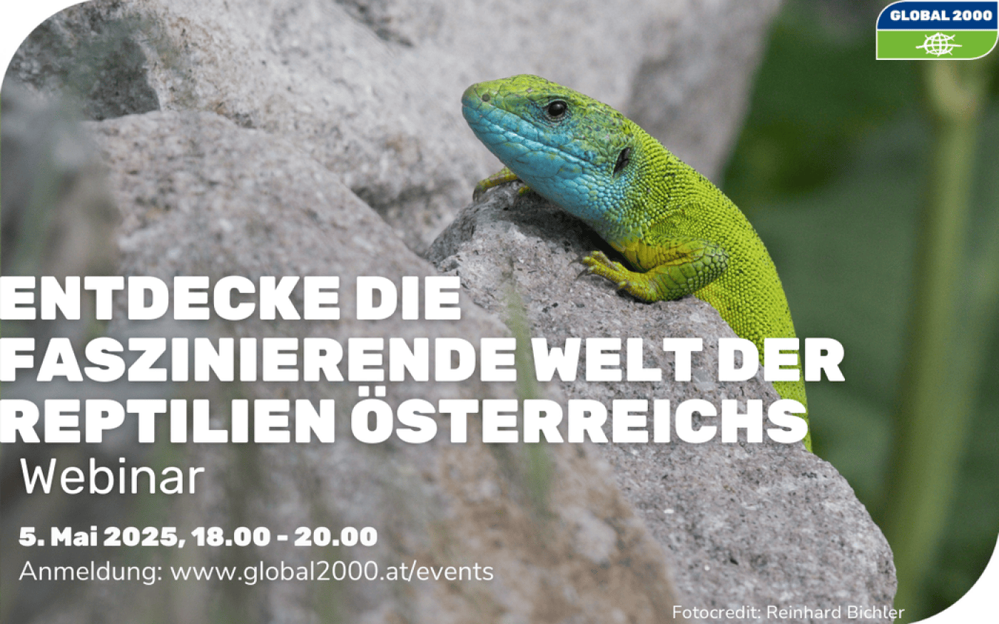 Teaser zum Webinar "Entdecke die faszinierende Welt der Reptilien"