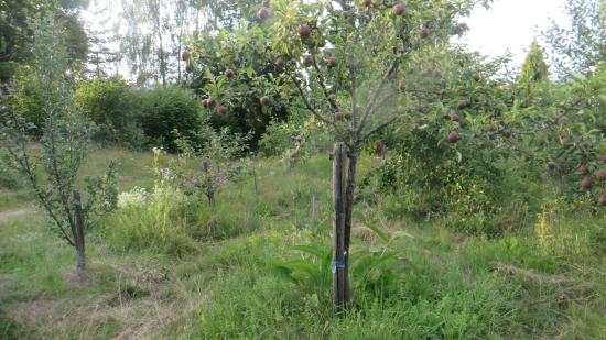 Garten von Stephan aus Niederösterreich