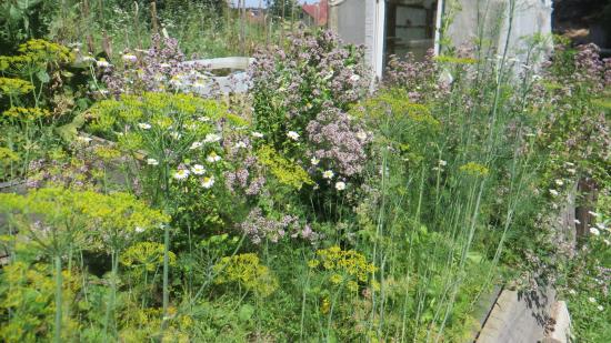 Garten von Stephan aus Niederösterreich