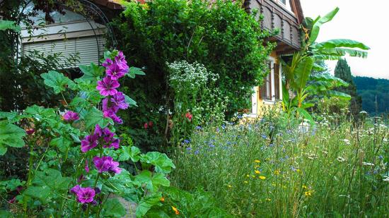 Garten von Frau Schantl