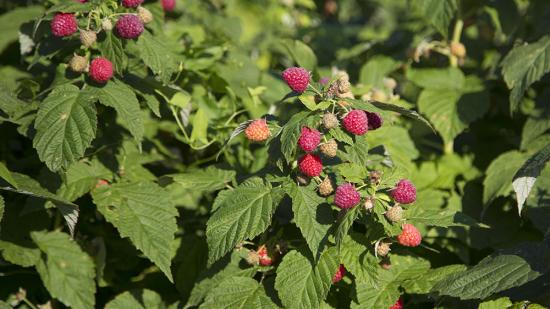 Himbeere (Rubus idaeus)