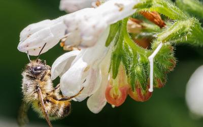 Hummel auf Beinwell