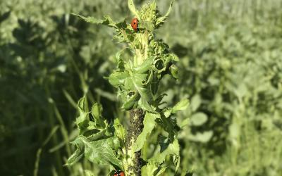 Blattläuse und Marienkäfer auf Leguminosen