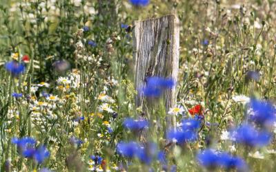 Blumenwiese