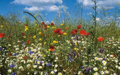 Blumenwiese