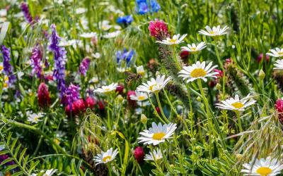 Blumenwiese mit Biene