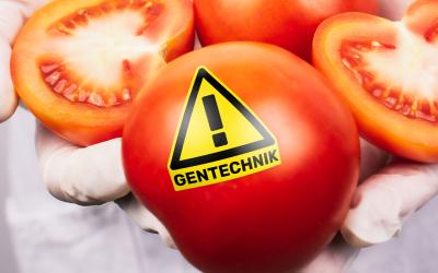 Gentechnik-Tomate mit Pickerl