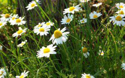 Gänseblümchen im Garten