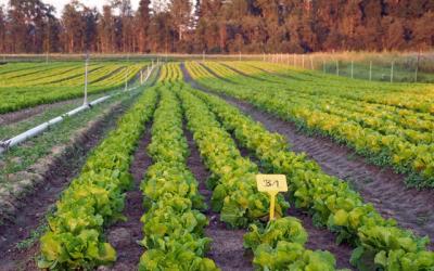 Feld mit Kopfsalat