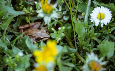 Grasfrosch im blühenden Rasen