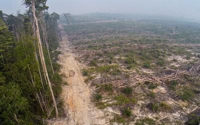 Der Regenwald in Indonesien wird gerodet - wegen unseres Hungers nach natürlichen Ressourcen