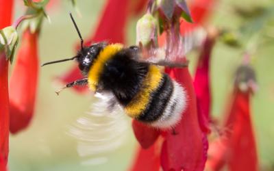 Wildbiene, Hummel