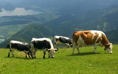 Kühe auf der Weide