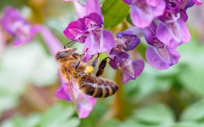 Hummel auf lila Lerchensporn