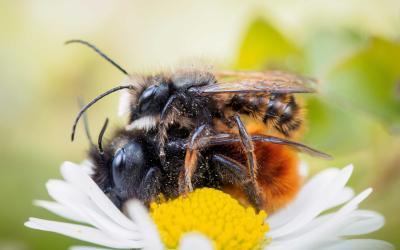 Ein Paar gehörnte Mauerbienen