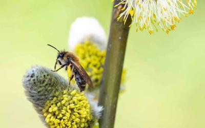 Wildbiene auf Palmkätzchen 