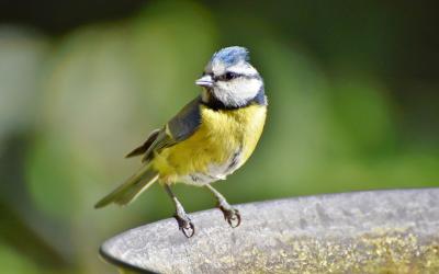 Blaumeise beim Vogelbad