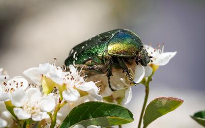 Rosenkäfer auf Cotoneaster (Zwergmispel)