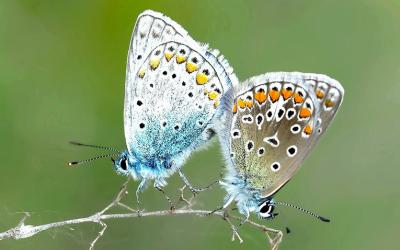 Schmetterling Hauhechel Bläuling