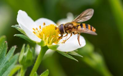 Schwebfliege auf Blüte