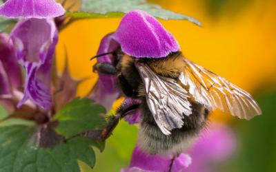 Hummel auf Taubnessel