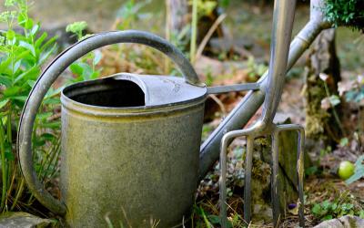 Richtig gießen im Garten