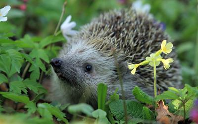 Igel