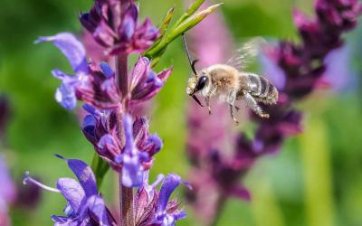 Wildbienen fliegt auf Salbei zu