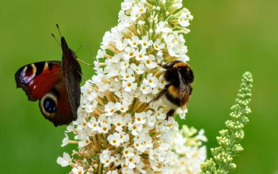 Schmetterling und Biene auf Blume