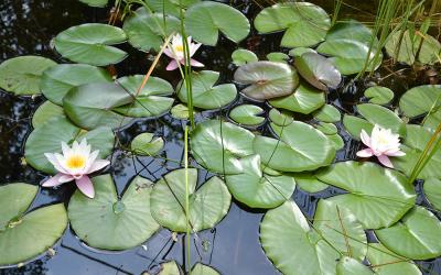 Gartenteich