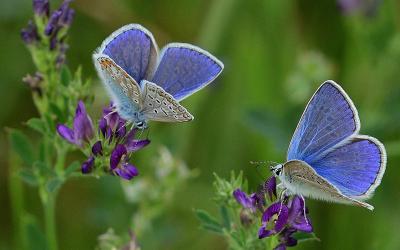 Schmetterlinge Wiese