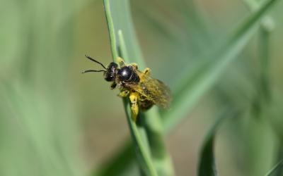 Wildbiene sitzt auf Grashalm