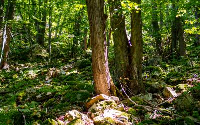 Naturwald Kamptal