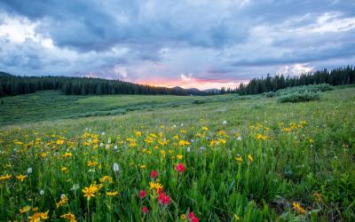 Landschaft mit Blumenwiese