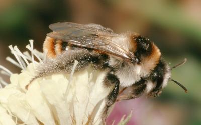 Skabiosen Hosenbiene, Weibchen