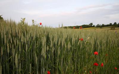 Weizenfeld im Frühjahr