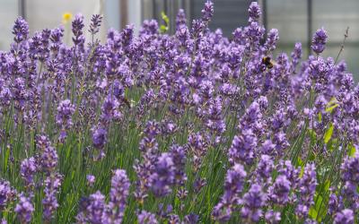 Ein lilafarbenes Lavendelfeld mit vielen Blüten