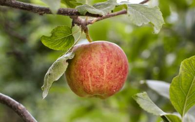 Rot mellierter Apfel auf einem Apfelbaum