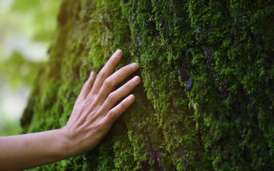 Hand auf Baumrinde