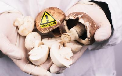 Champignons mit Achtung Gentechnik-Pickerl in Labor-Szene