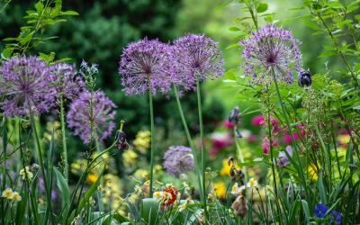 Bunte Blumen auf einer Blumenwiese im Fokus