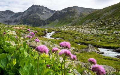 Im Vordergrund sieht man violett blühende Blumen. Sie stehen auf einer saftigen Alm, durch die ein Fluss fließt. Im Hintergrund sieht man hochalpines Gelände.