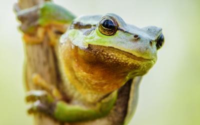Ein grüner Frosch mit braunem Bauch klammert sich an einem Halm fest
