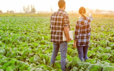 Ein Mann und eine Frau stehen auf einem großen Salatfeld. Sie schauen in die Ferne, man sieht sie nur von Hinten. Sie tragen beide Bluejeans und ein Karohemd. Der Mann hat einen Laptop in der Hand. 