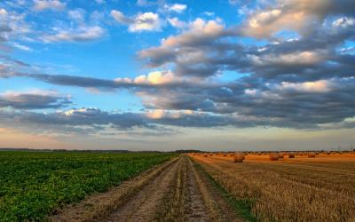 Landwirtschaftliches Feld